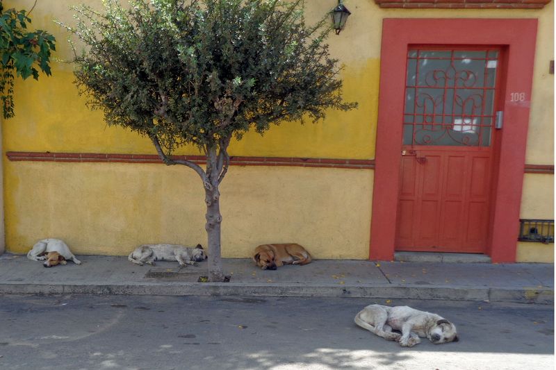 024 The Obligatory Sleeping Dogs Picture.jpg