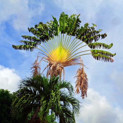 031 A Fabulous Fan Palm.jpg