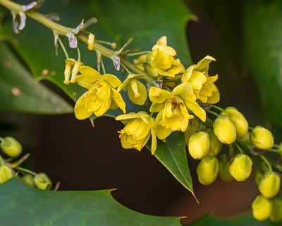 Yellow (flowers)