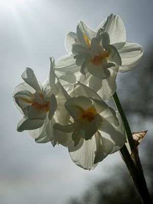 White (flowers)