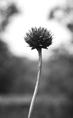 g13/84/629784/3/174996684.b5696b26.JPEG