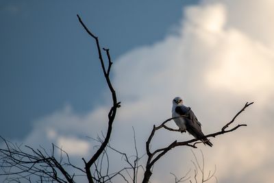 Black Shouldered Kite