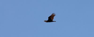 IMG_2621a.jpg