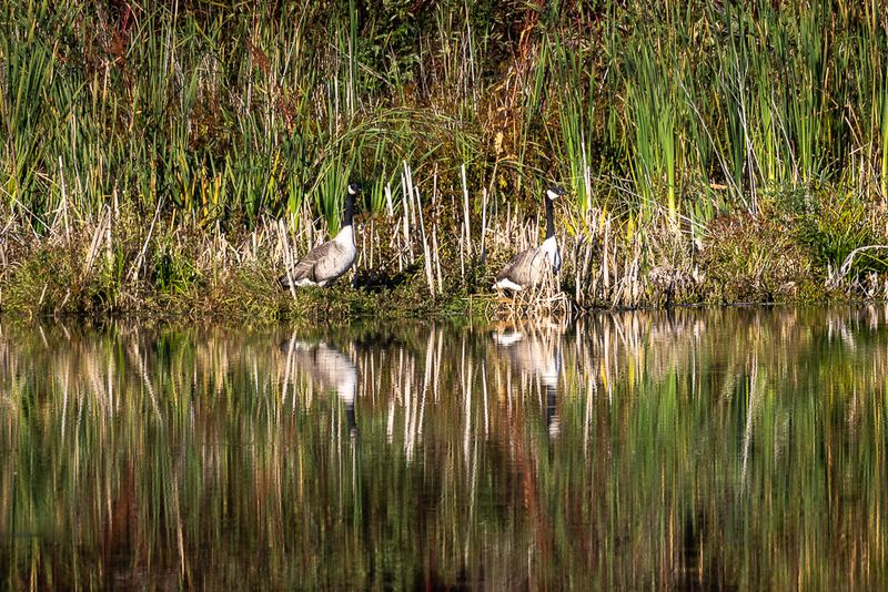 Gallery: Green Heron Pond - September 28, 2024