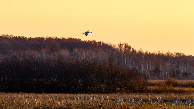 SHCranes-69.jpg