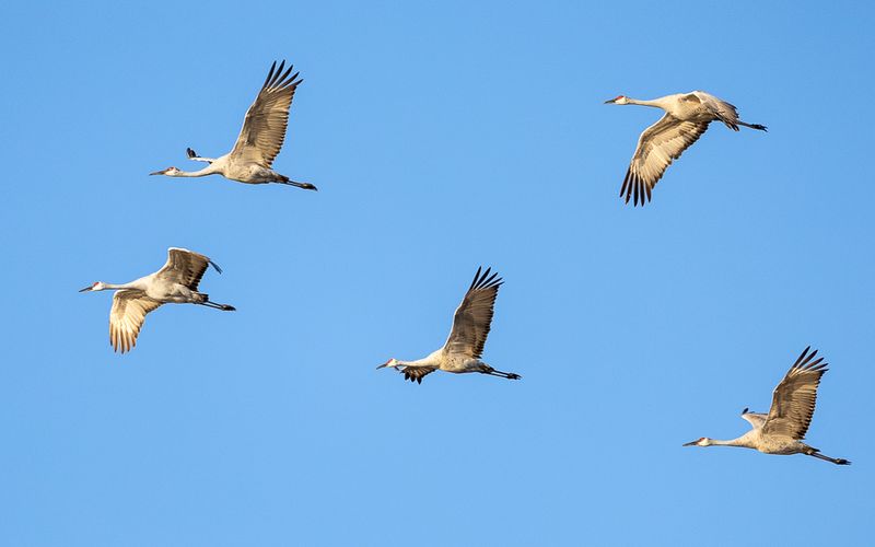 SHCranes-115.jpg