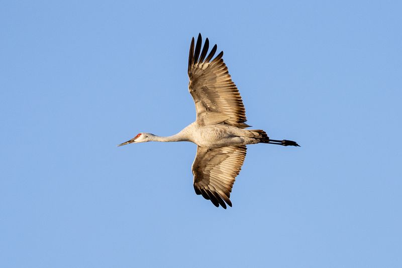 SHCranes-136.jpg