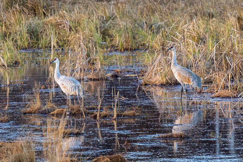 SHCranes-85.jpg