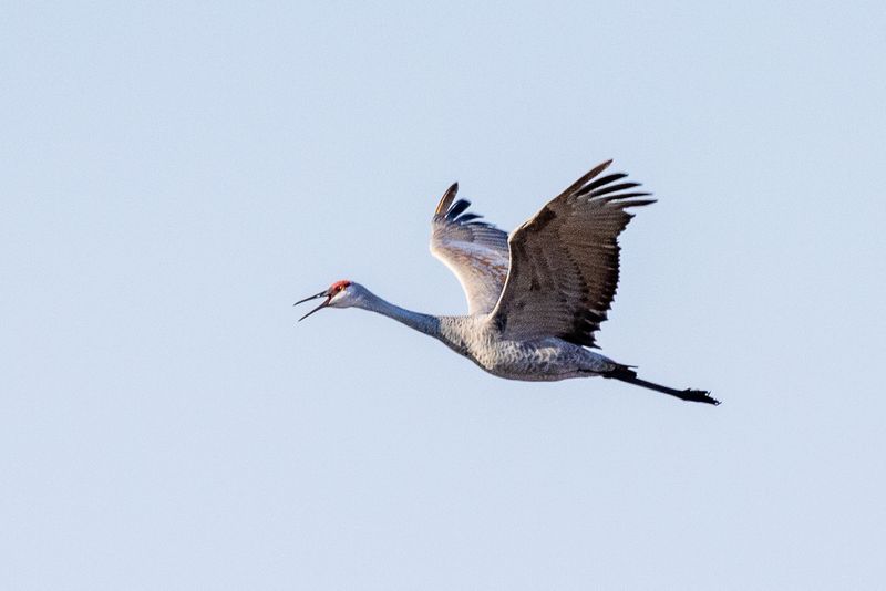 SHCranes-145.jpg