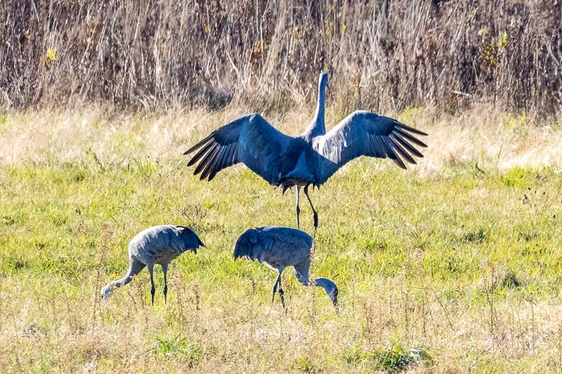 SHCranes-153.jpg