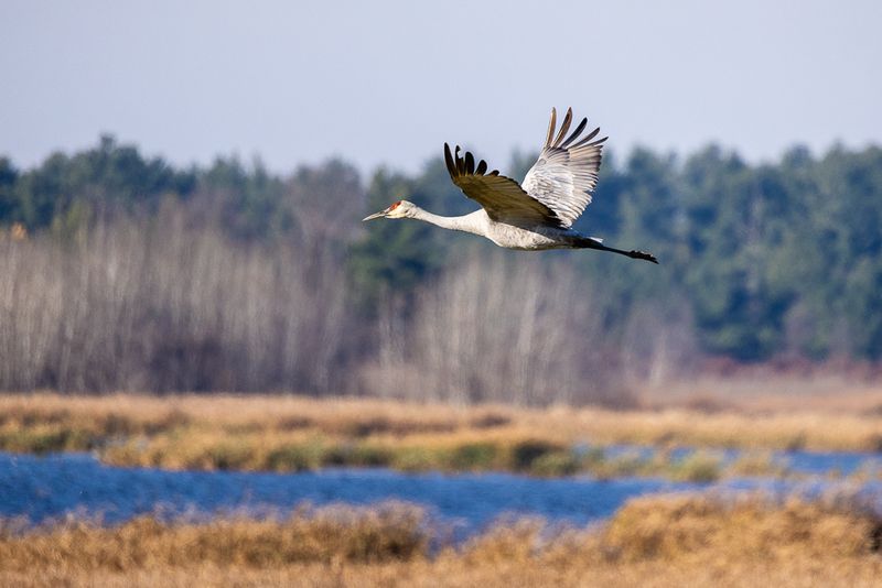SHCranes-161.jpg