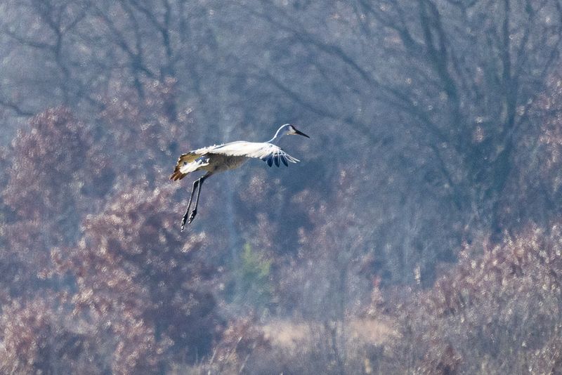 SHCranes-182.jpg