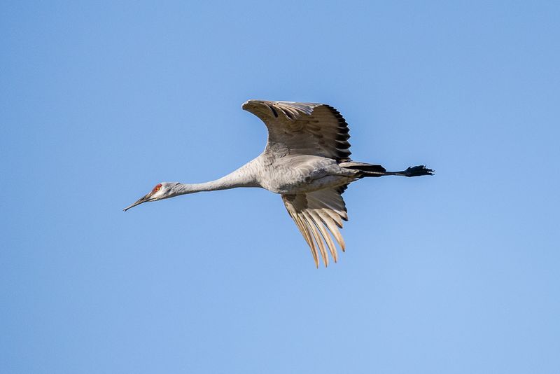SHCranes-192.jpg