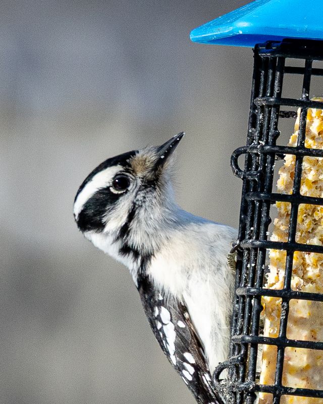 Gallery: Winter Bird Photography Workshop - February 22, 2095