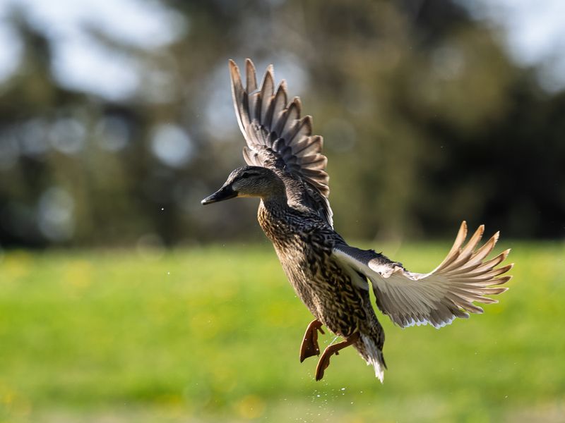 Gallery: Nature, Wildlife, and Walks in the Park