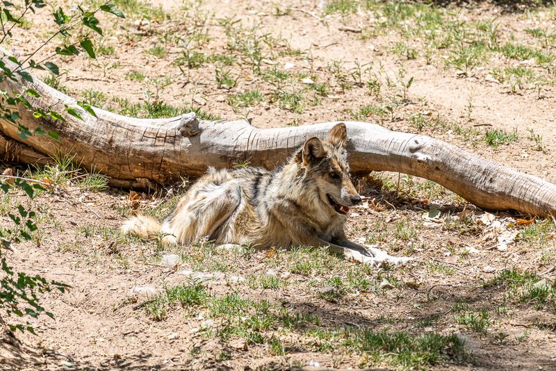 Gallery: Albuquerque Zoo - May 30, 2025