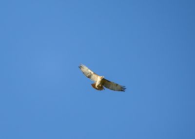 g13/84/7987384/3/174936392.e33c74ac.JPEG