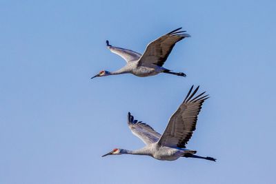 SHCranes-178.jpg