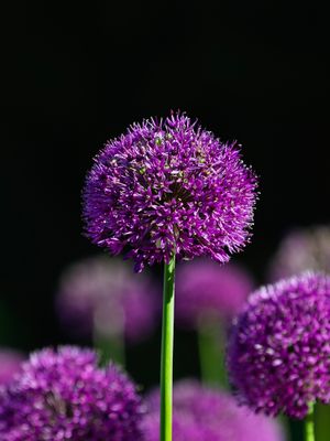 g13/84/7987384/3/175480185.d1800de2.JPEG