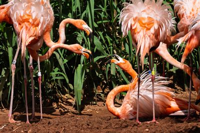 Gallery: Albuquerque Zoo - May 30, 2025
