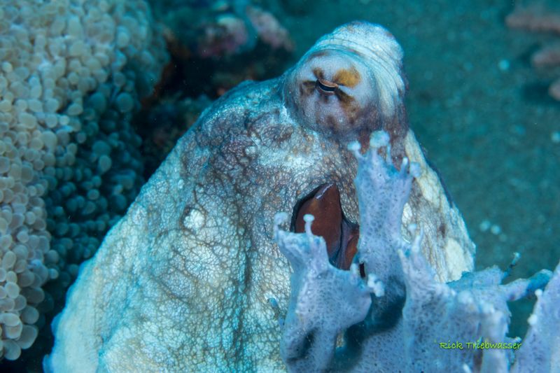 Philippines underwater 2022-13.jpg