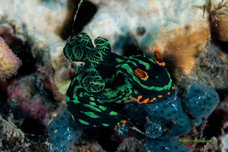Philippines underwater 2022-4.jpg