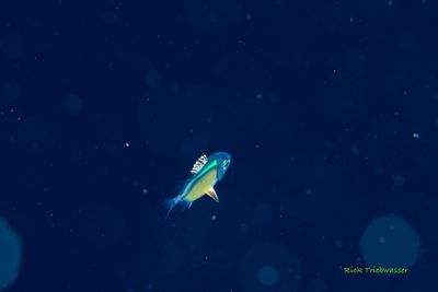 g13/84/892084/3/173330873.ea1c1efe.JPEG