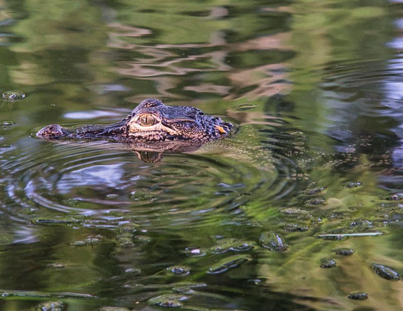 gators