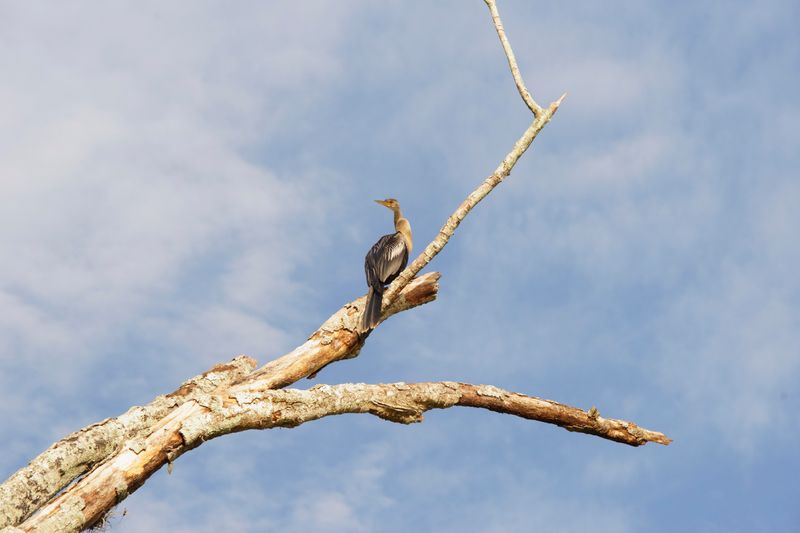birds