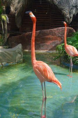 Flamingo 2.jpeg
