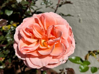 IMG_3486.jpeg