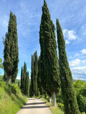IMG_3992.jpeg