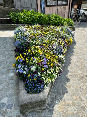 IMG_3587.jpeg