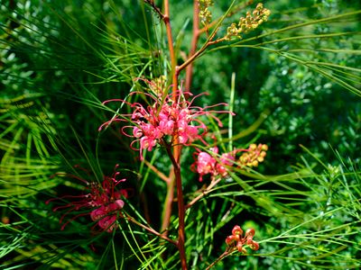 PINE FLOWER.jpg