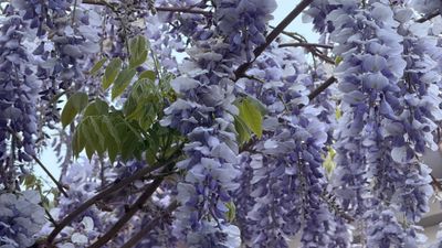 IMG_0401.jpeg