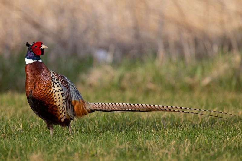 Ring-Necked Pheasant