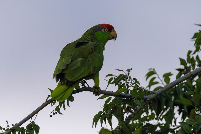 Red-Crowned Parrot