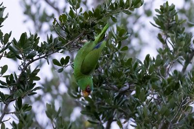 White Fronted Parrot