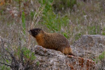 Yellow-Bellied Marmot