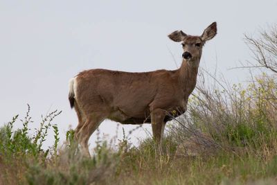 Mule Deer