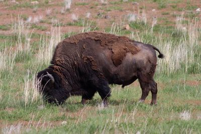 American Bison