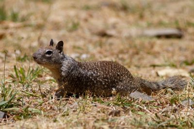 California Ground Squirrel