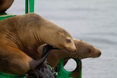 Sea Lion