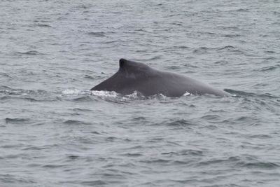 Humpback Whale