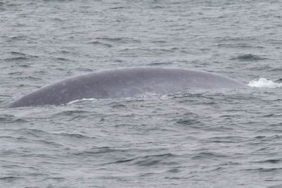 Blue Whale