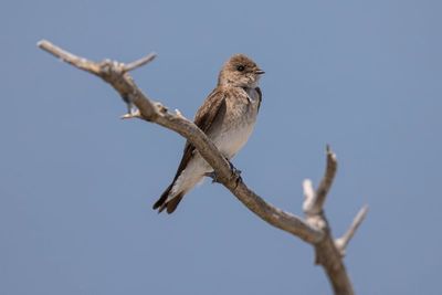 Rough-Winged Swallow