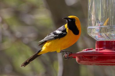 Hooded Oriole