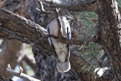 Band-Tailed Dove