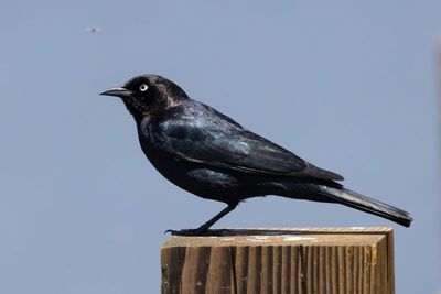 Blackbirds, Orioles, and Meadowlarks