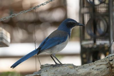 California Scrub Jay